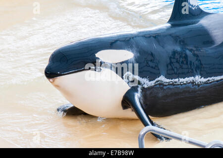 orca swimming in the saltwater pool Stock Photo - Alamy