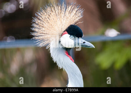 largest tropical bird with a small ridge Stock Photo