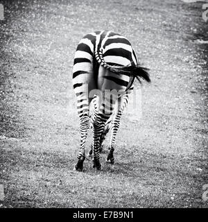 Zebras are several species of African equids (horse family) united by their distinctive black and white stripes. Natural theme. Stock Photo