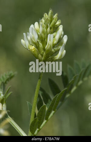 cicer milkvetch, astragalus cicer Stock Photo