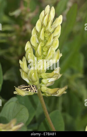 liquorice milkvetch, astragalus glycyphyllos Stock Photo