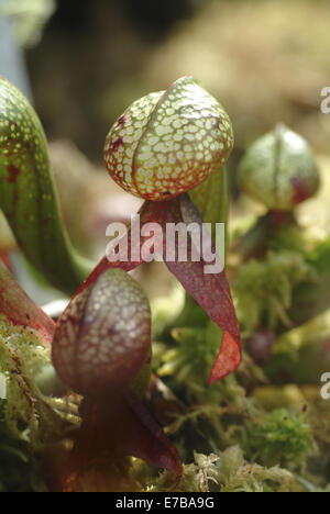 california pitcher plant, darlingtonia californica Stock Photo