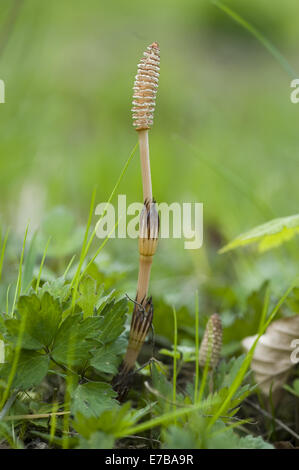 field horsetail, equisetum arvense Stock Photo