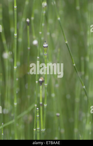 variegated horsetail, equisetum variegatum Stock Photo