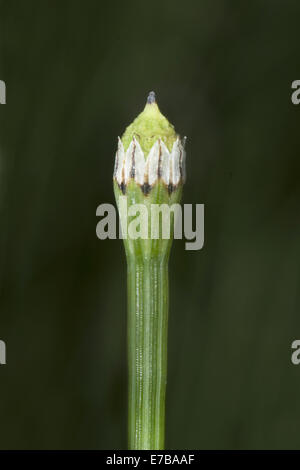 variegated horsetail, equisetum variegatum Stock Photo