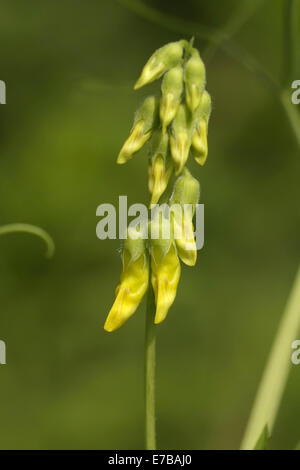 meadow vechling, lathyrus pratensis Stock Photo