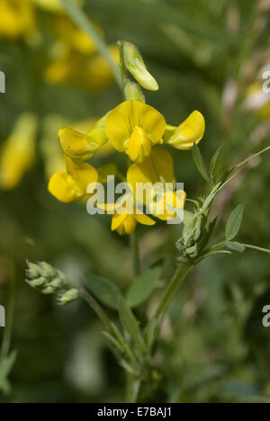 meadow vechling, lathyrus pratensis Stock Photo