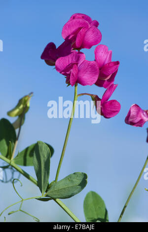 tuberous pea, lathyrus tuberosus Stock Photo