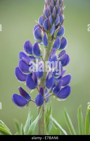 large-leaved lupine, lupinus polyphyllus Stock Photo