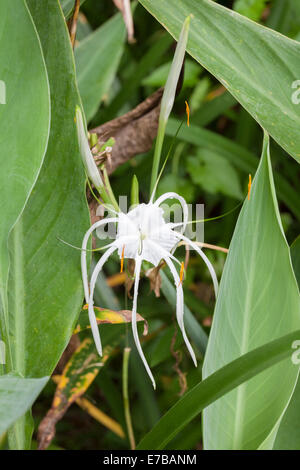 Hymenocallis littoralis or beach spider lily, Indonesia
