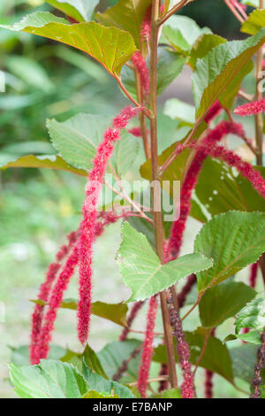 Acalypha hispida, also known as cat tail, chenille plant, red hot cattail, foxtail, red hot poker, Indonesia Stock Photo