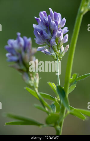 alfalfa, medicago sativa Stock Photo