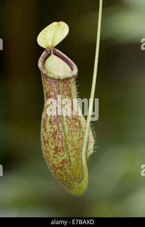 pitcher plant, nepenthes smilesii Stock Photo