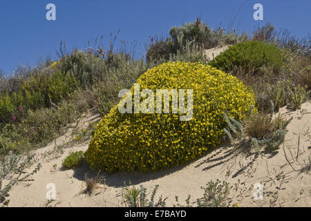 yellow restharrow, ononis natrix Stock Photo