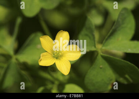 dillenius' woodsorrel, oxalis dillenii Stock Photo