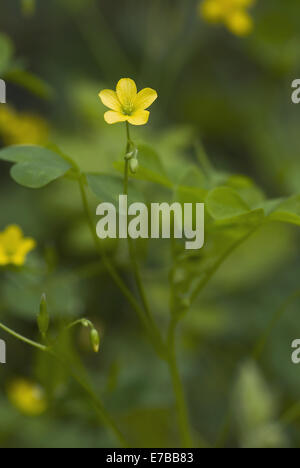 common yellow woodsorrel, oxalis stricta Stock Photo