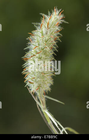 narrow clover, trifolium angustifolium Stock Photo