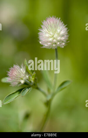 haresfoot clover, trifolium arvense Stock Photo