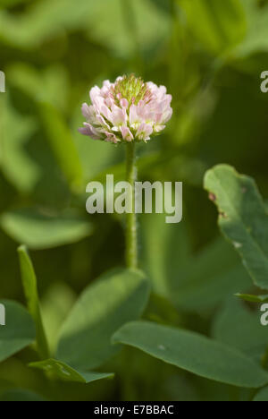 strawberry clover, trifolium fragiferum Stock Photo