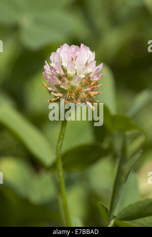 strawberry clover, trifolium fragiferum Stock Photo