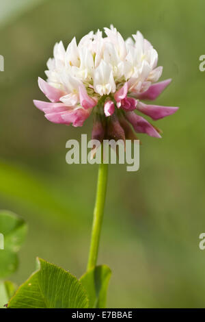alsike clover, trifolium hybridum Stock Photo