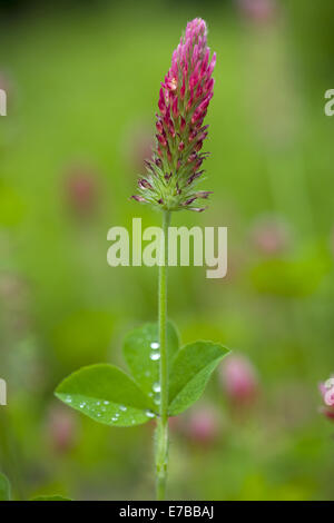 crimson clover, trifolium incarnatum Stock Photo