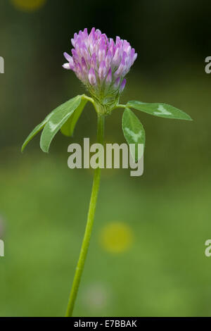 zigzag clover, trifolium medium Stock Photo