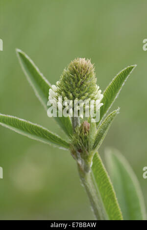 mountain clover, trifolium montanum Stock Photo