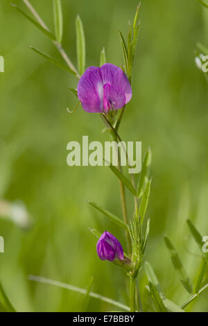 vetch, vicia angustifolia ssp. angustifolia Stock Photo