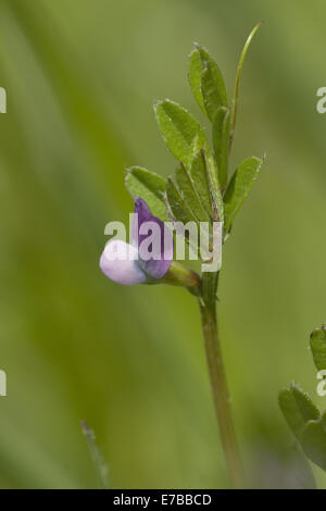 spring vetch, vicia lathyroides Stock Photo