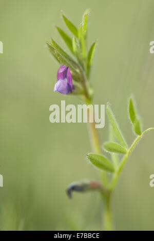 spring vetch, vicia lathyroides Stock Photo