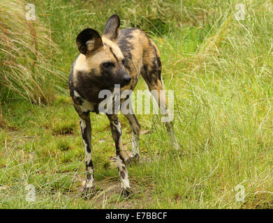 Close up of an African wild dog Stock Photo