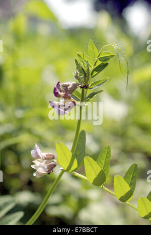 bush vetch, vicia sepium Stock Photo