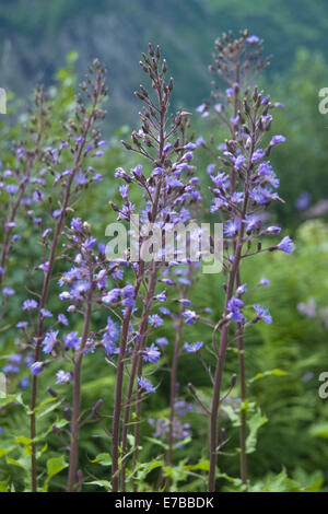 alpine sow-thistle, cicerbita alpina Stock Photo