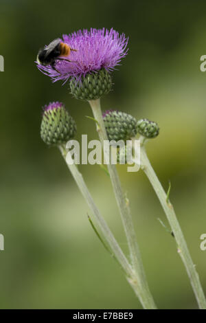 queen anne's thistle, cirsium canum Stock Photo