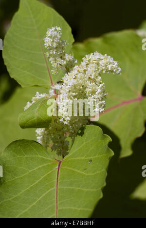 giant knotweed, fallopia sachalinensis Stock Photo