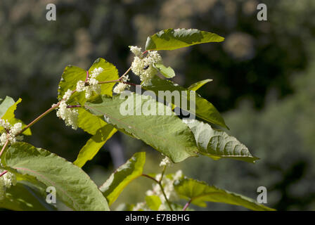 giant knotweed, fallopia sachalinensis Stock Photo