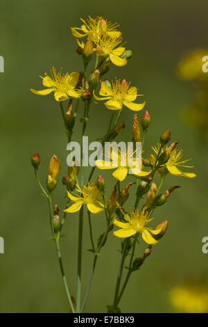 slender st. john's wort, hypericum pulchrum Stock Photo