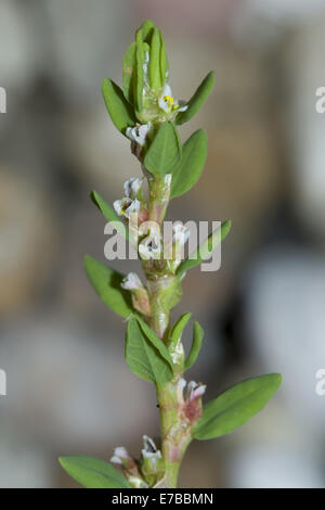 common knotweed, polygonum arenastrum Stock Photo