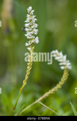 alpine bistort, polygonum viviparum Stock Photo