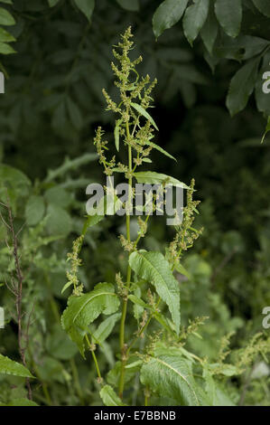 broad-leaved dock, rumex obtusifolius Stock Photo