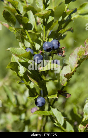 european blueberry, vaccinium myrtillus Stock Photo