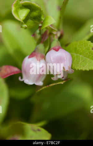 cowberry, vaccinium vitis-idaea Stock Photo
