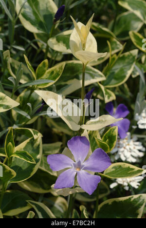 greater periwinkle, vinca major Stock Photo