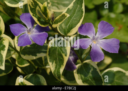 greater periwinkle, vinca major Stock Photo