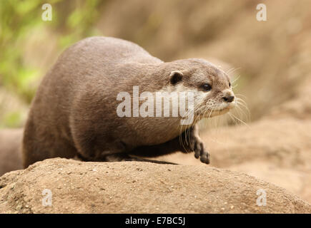 Portrait of an Oriental Short-Clawed Otter Stock Photo