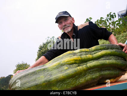 Harrogate, Yorkshire, UK. 12th September, 2014.  John Hollinrake; from Flintshire winner with his home grown giant prize winning marrow, man's monster marrow scoops prize vegetable courgette award (111lbs 14ozs) at the Harrogate Annual Autumn Flower Show. Stock Photo