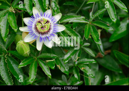 Blue Passion Flower (Passiflora caerulea), flowering, native to Argentina