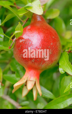 Dwarf Pomegranate (Punica granatum nana var), Germany Stock Photo