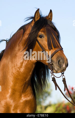 Andalusian Horse, Pure Spanish Horse or PRE horse, Pura Raza Española, bay stallion with a Vaquero bridle, Andalusia, Spain Stock Photo